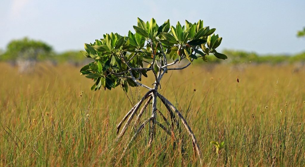HOW SUSTAINABLE INVESTING PROTECTS MIAMI’S FUTURE